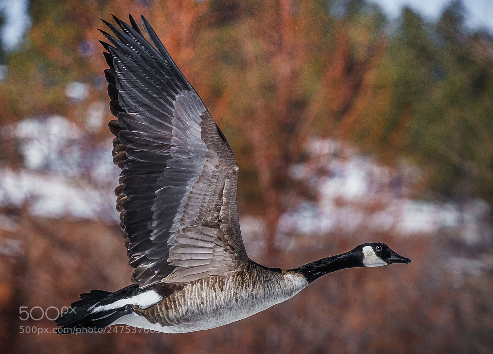 Canon EOS-1Ds Mark II sample photo. Going to supper photography