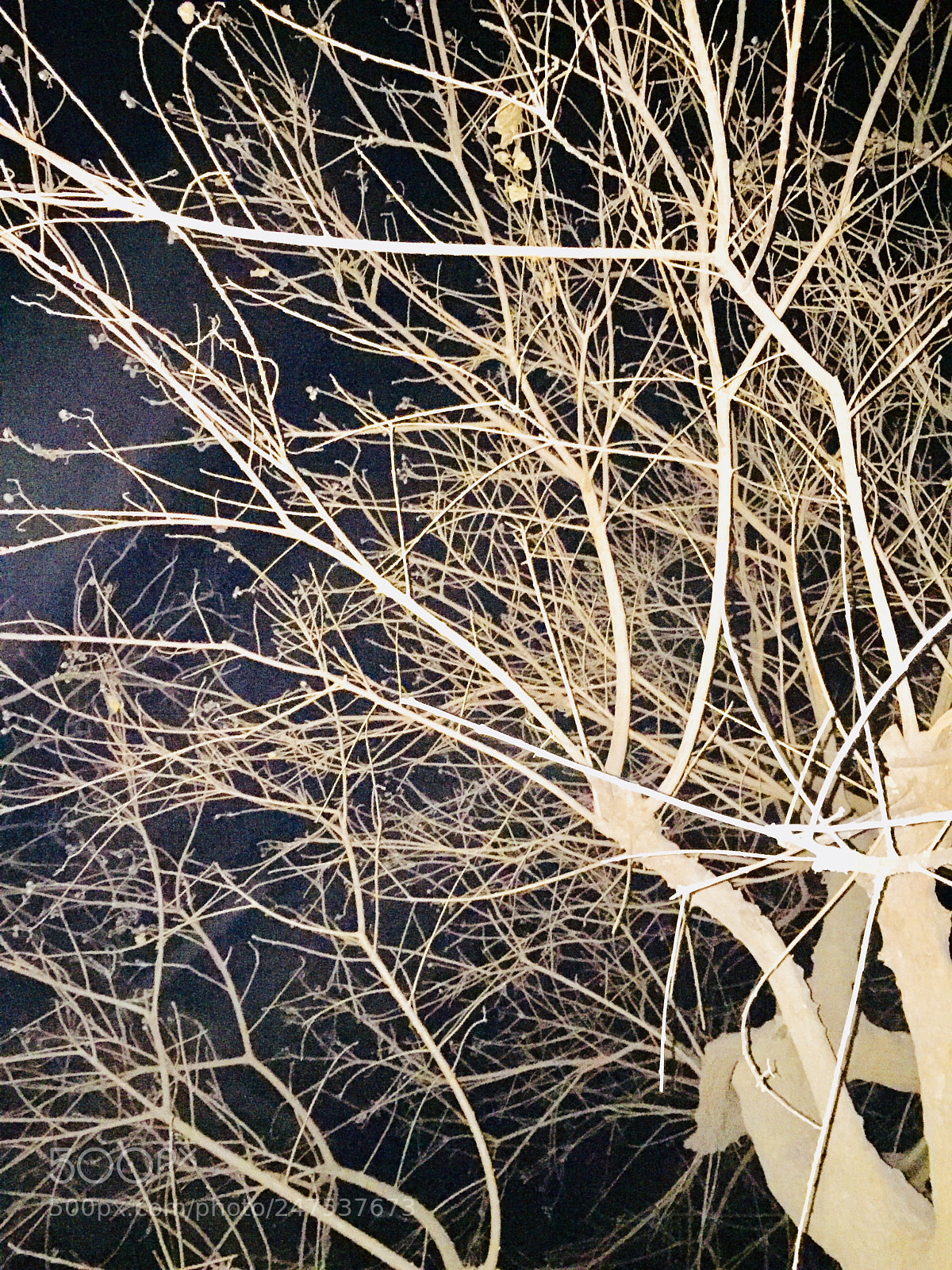 Apple iPhone 6 sample photo. Untitled photography