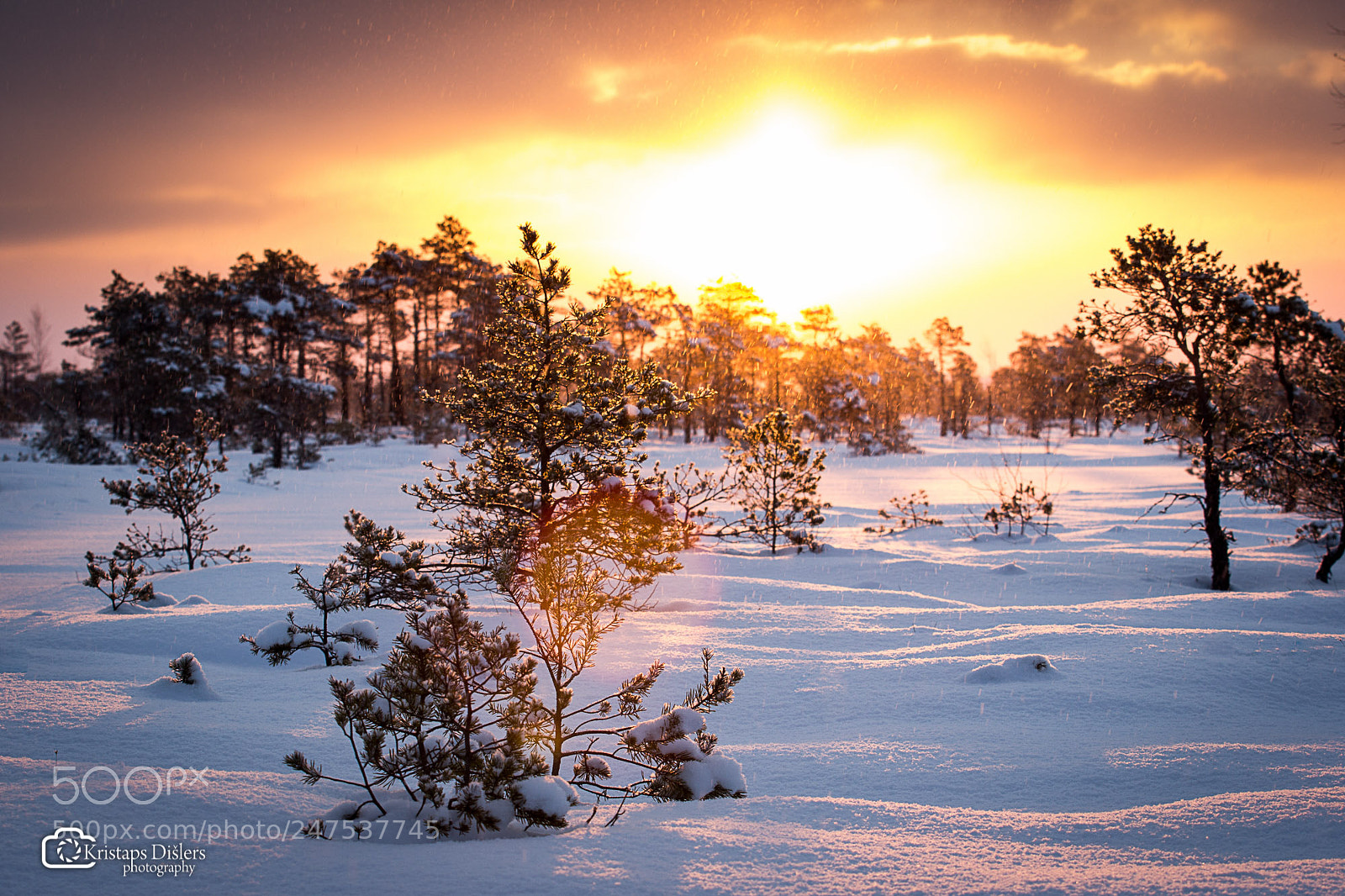 Canon EOS 60D sample photo. Winter tale photography