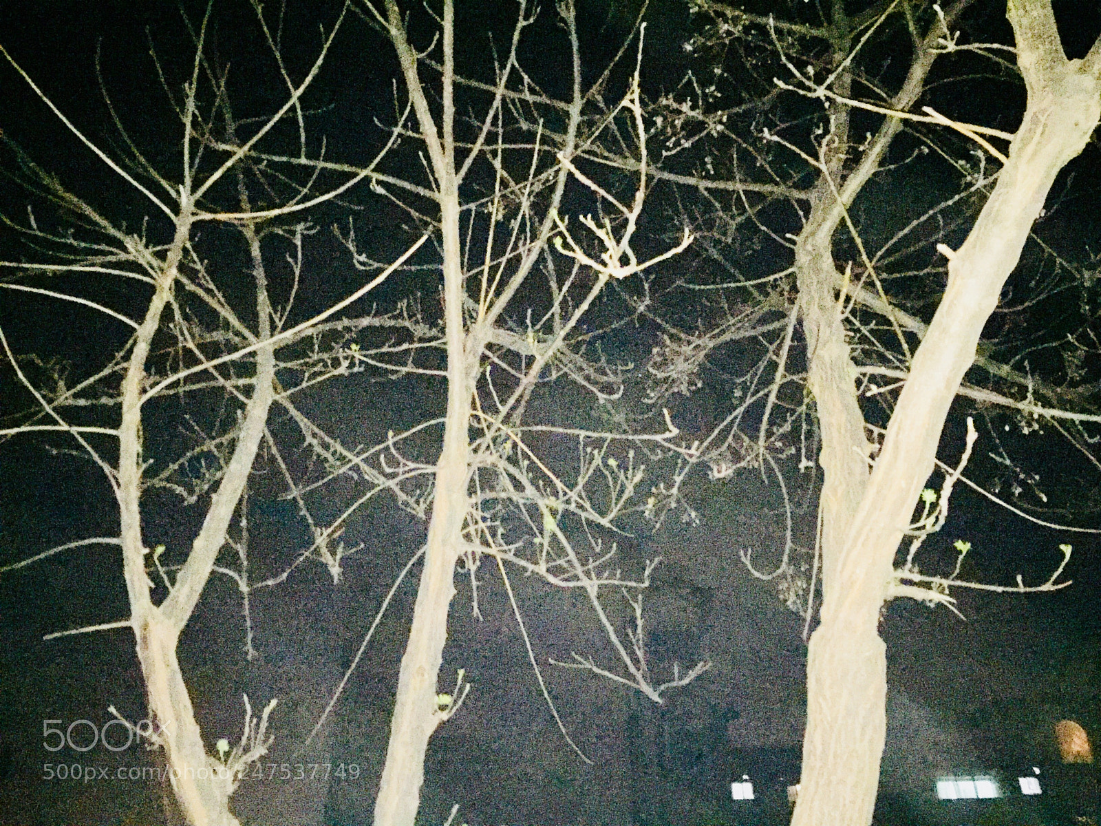 Apple iPhone 6 sample photo. Untitled photography