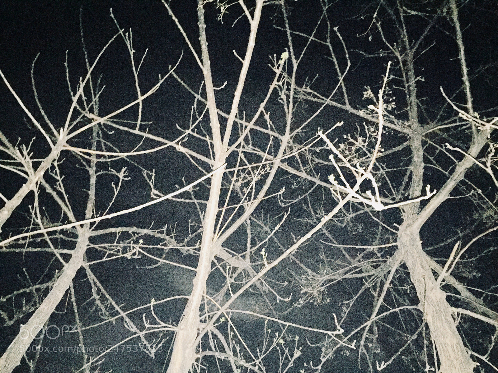 Apple iPhone 6 sample photo. Untitled photography