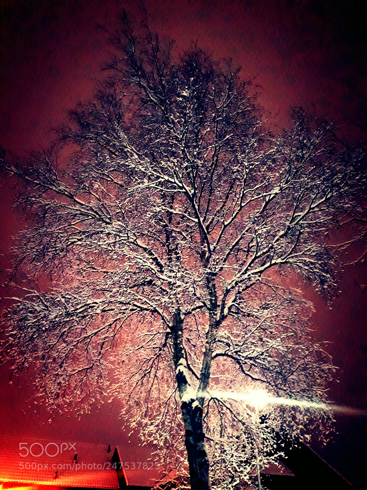 Samsung Galaxy A3(2017) sample photo. 4am tree photography