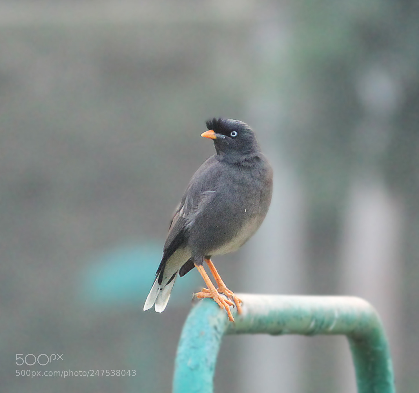 Canon EOS 600D (Rebel EOS T3i / EOS Kiss X5) sample photo. Bird photography