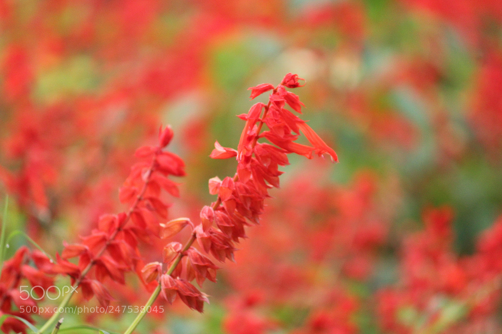Canon EF-S 55-250mm F4-5.6 IS II sample photo. Flower photography