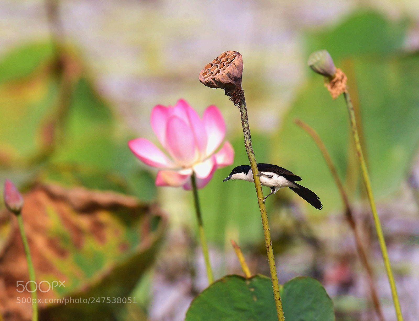 Nikon D5 sample photo. Fantail with lotus photography