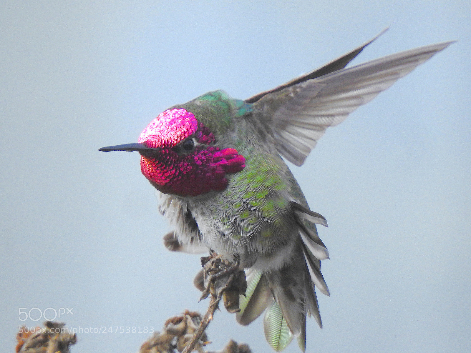 Nikon Coolpix P900 sample photo. Anna's hummingbird photography