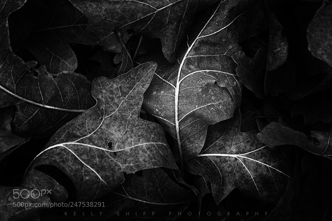 Canon EOS 7D sample photo. Patterns in nature, study photography