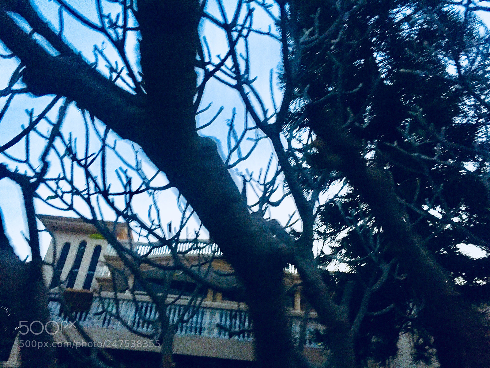 Apple iPhone 6 sample photo. Untitled photography