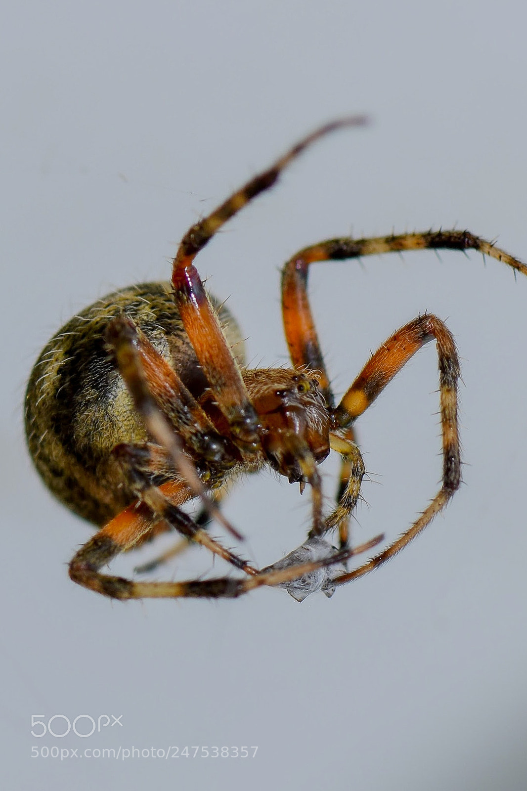 Nikon D7200 sample photo. Feeding time (yuck) photography