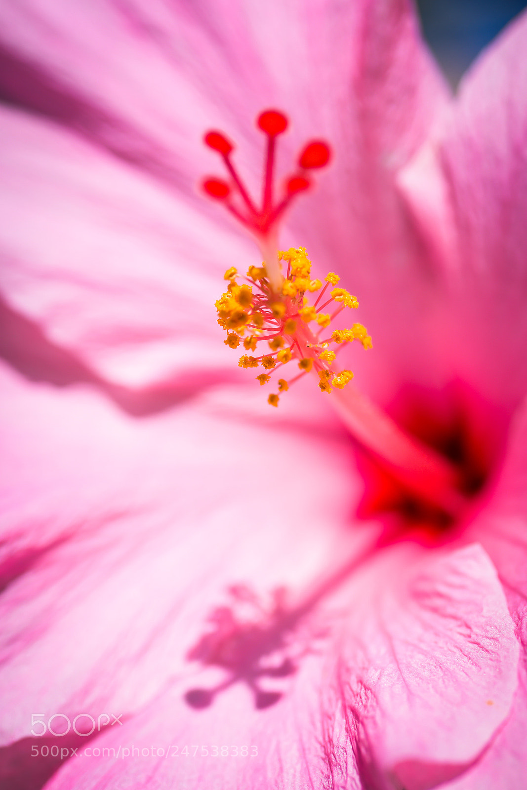 Nikon D7200 sample photo. Hibiscus pinky photography