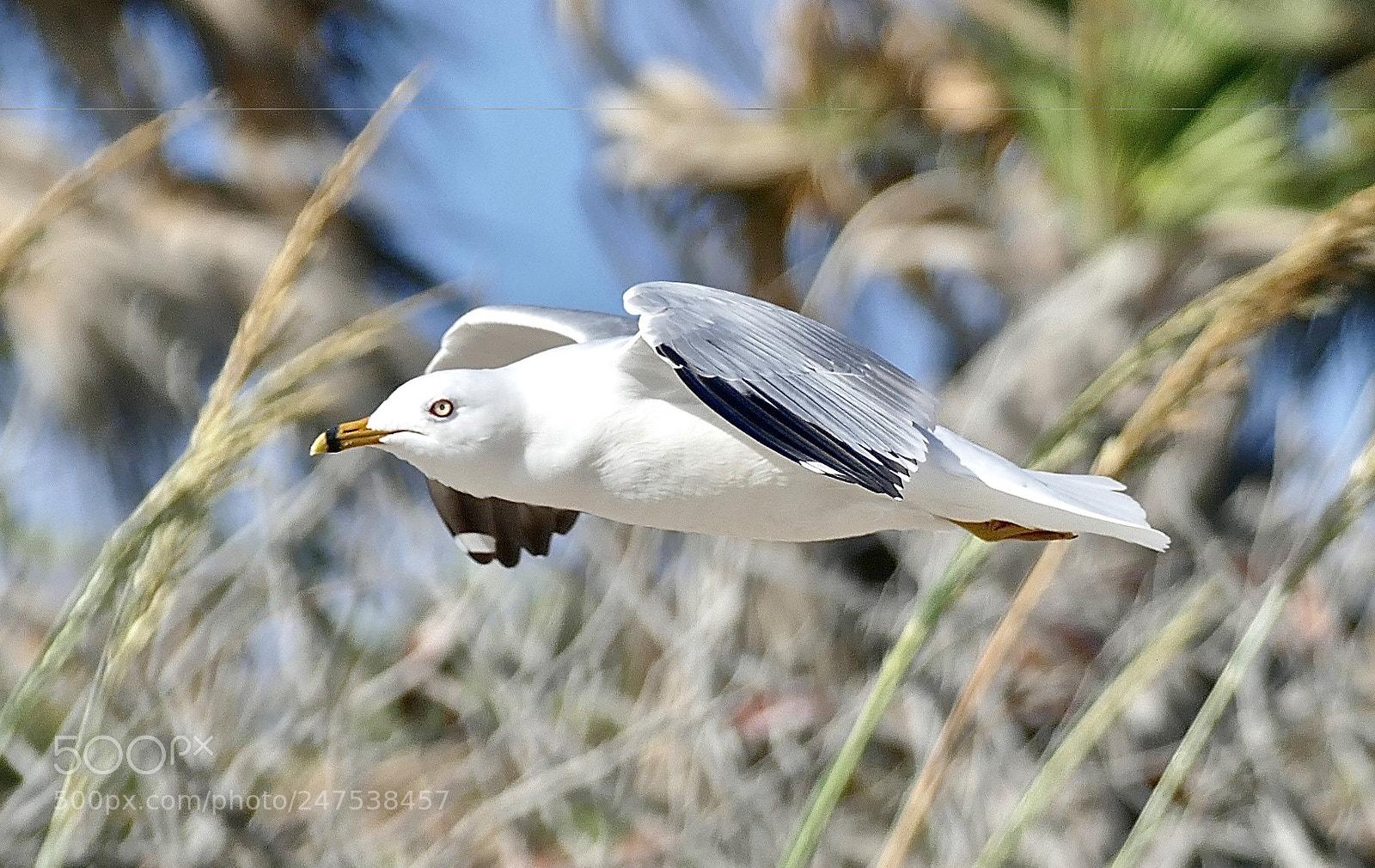 Panasonic Lumix DMC-FZ1000 sample photo. Flight of the gull photography