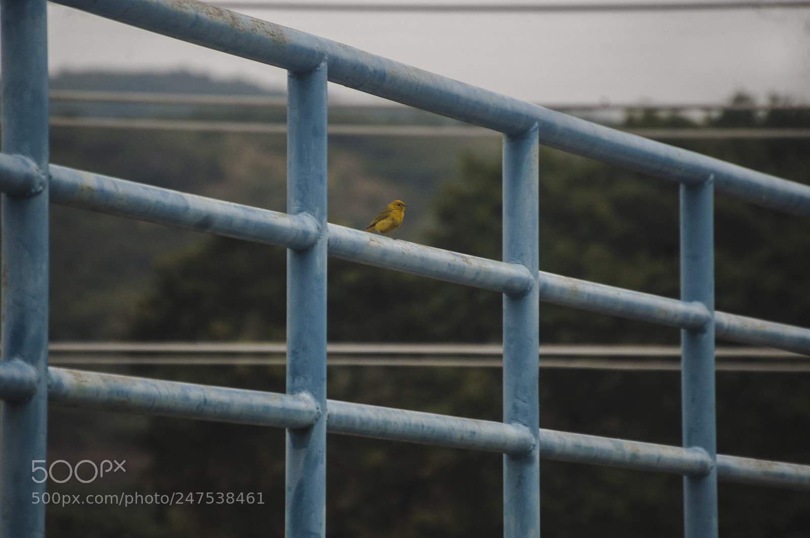 Nikon D70s sample photo. Bird city photography