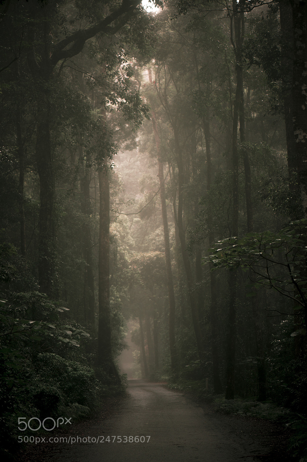 Nikon D800 sample photo. Moody hazy road in photography