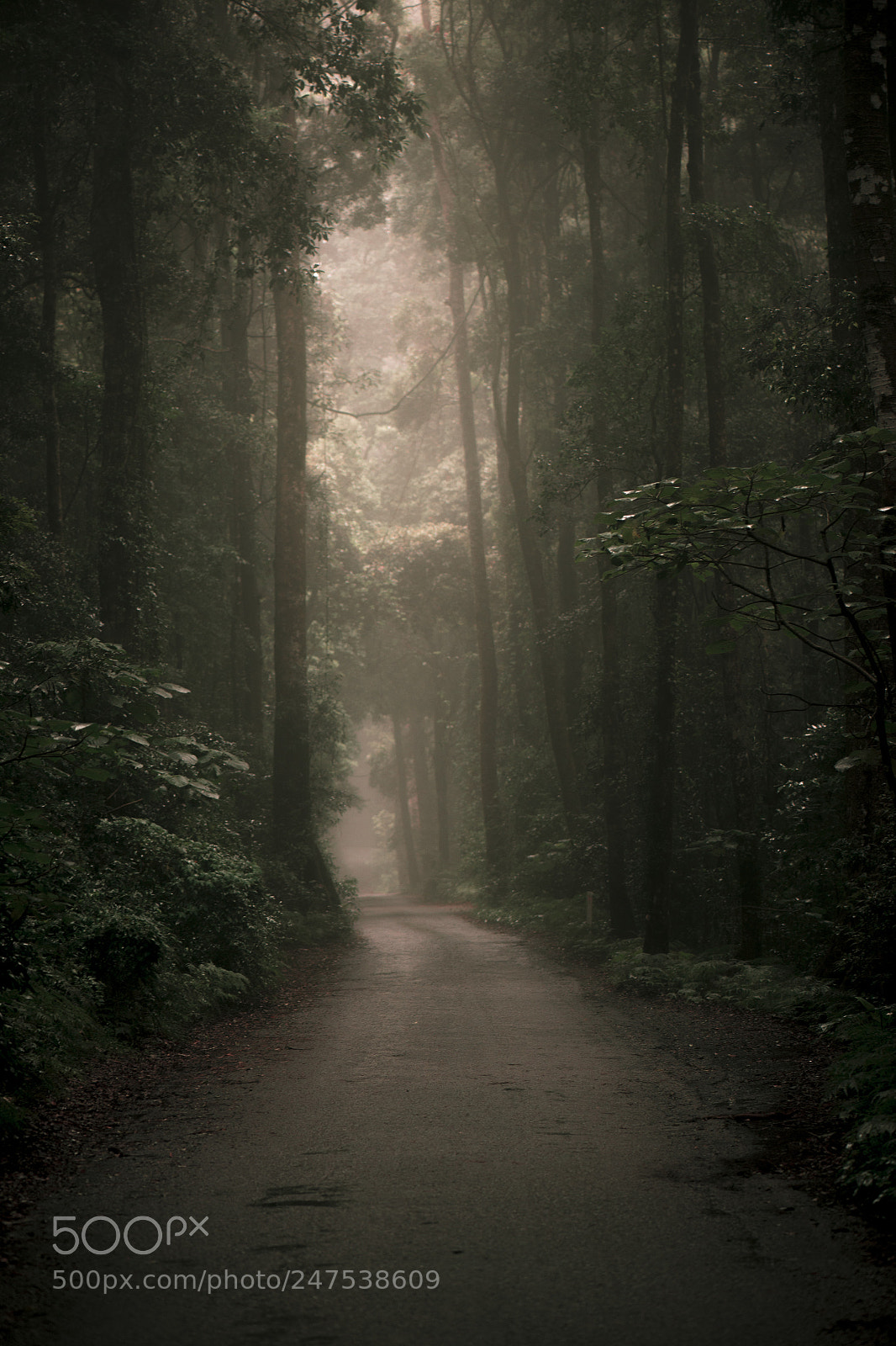 Nikon D800 sample photo. Moody hazy road in photography