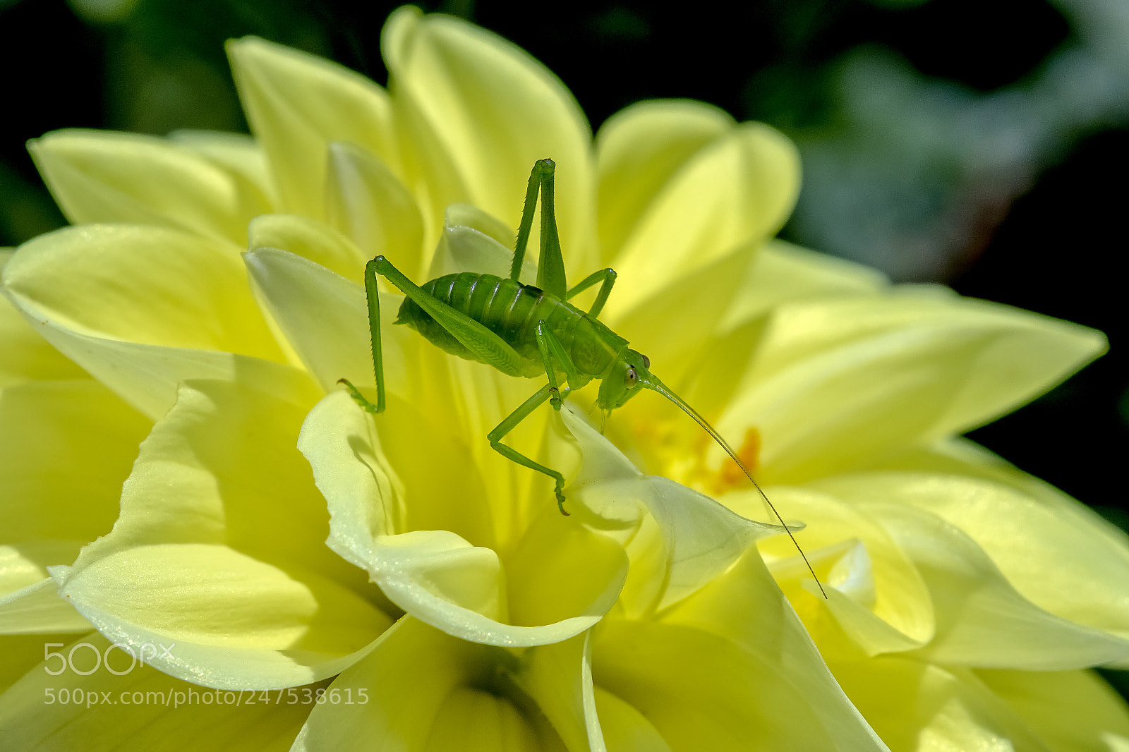 Canon EOS 7D Mark II sample photo. Katydid photography