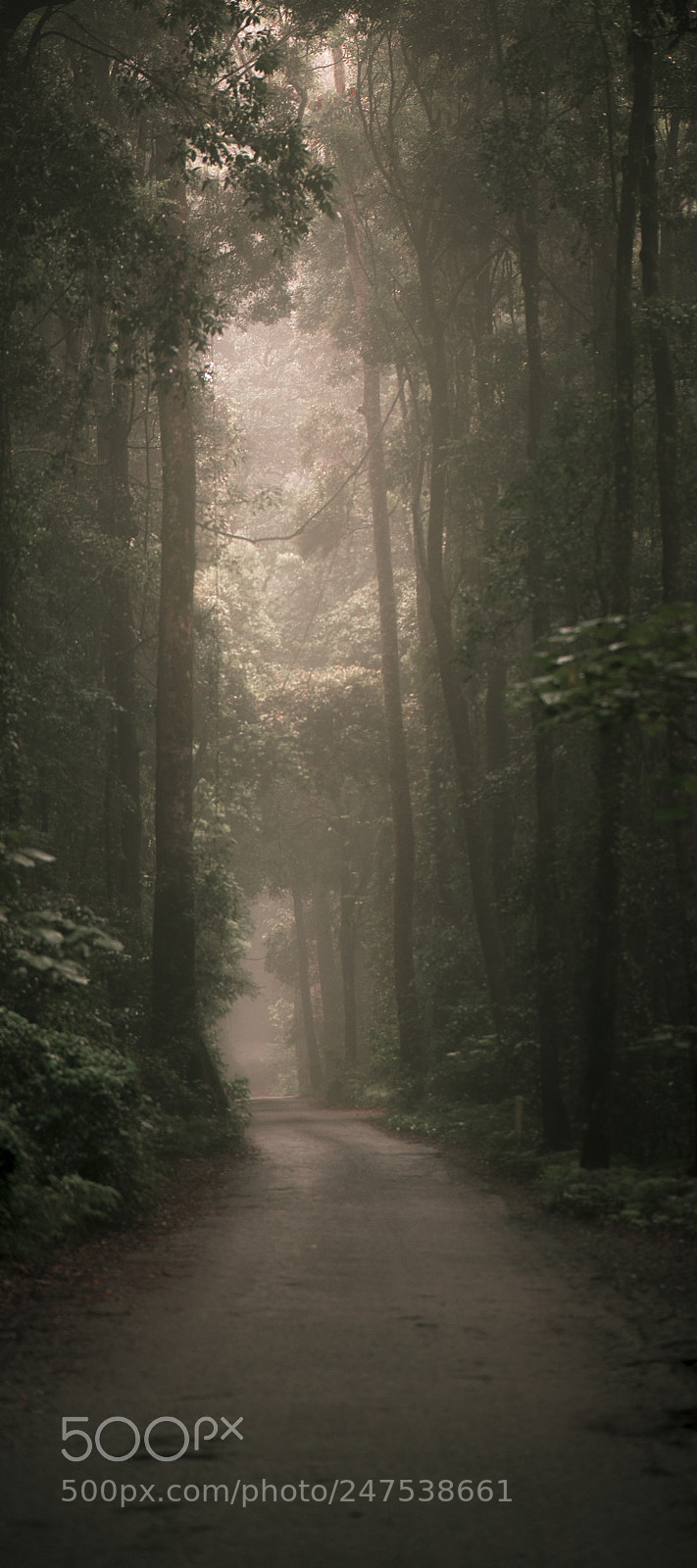 Nikon D800 sample photo. Moody hazy road in photography