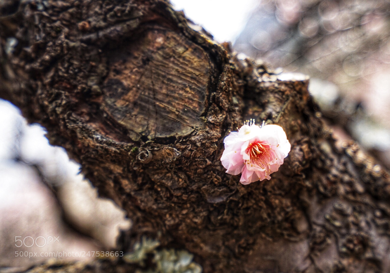 Sony a7 sample photo. Single stem plum blossom photography