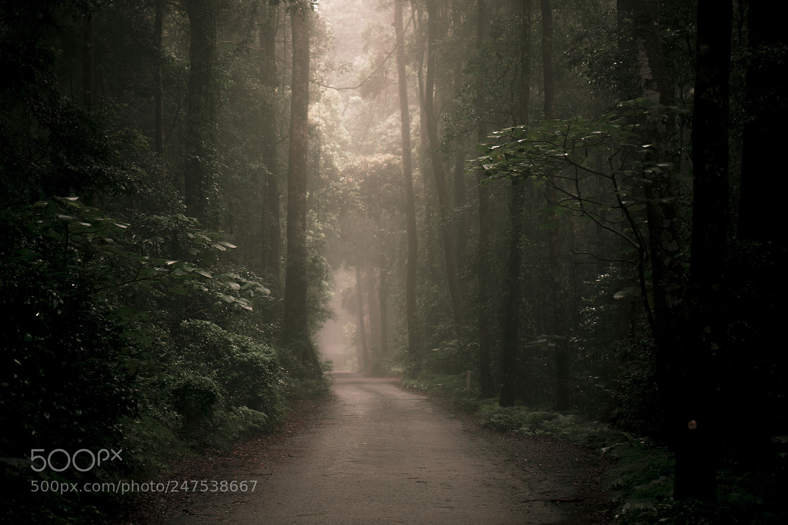 Nikon D800 sample photo. Moody hazy road in photography