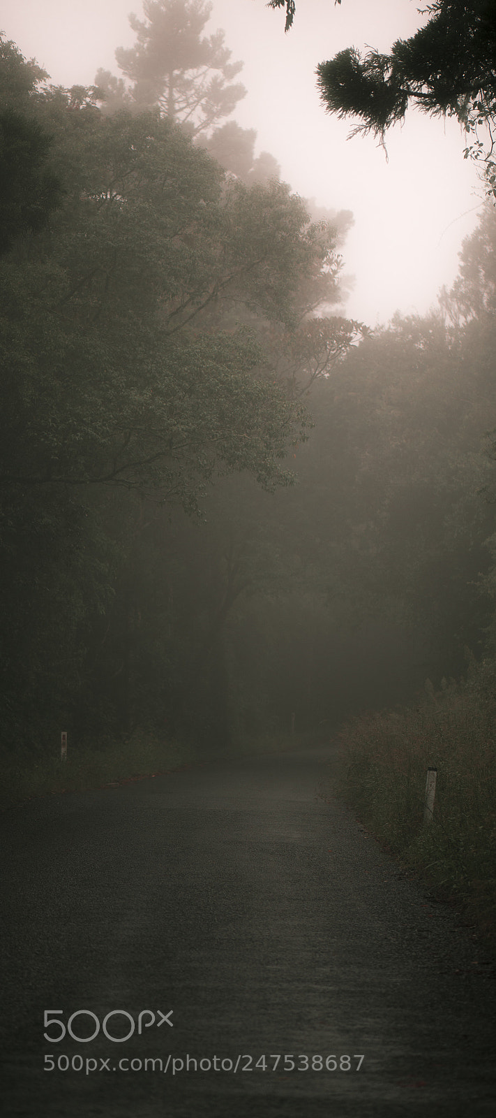 Nikon D800 sample photo. Moody hazy road in photography