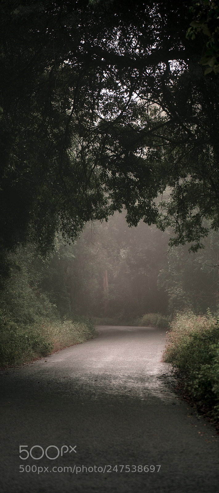 Nikon D800 sample photo. Moody hazy road in photography