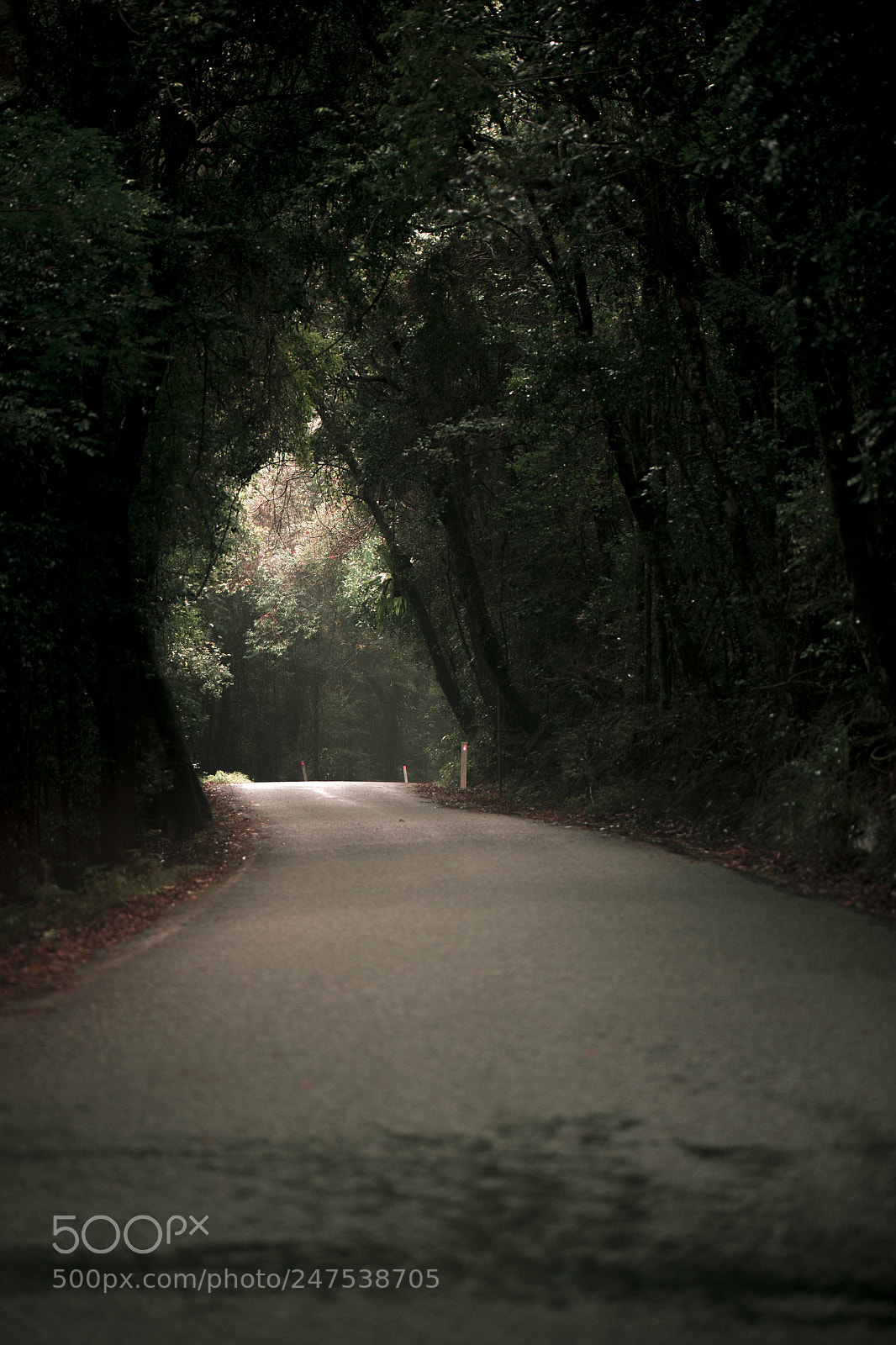 Nikon D800 sample photo. Moody hazy road in photography