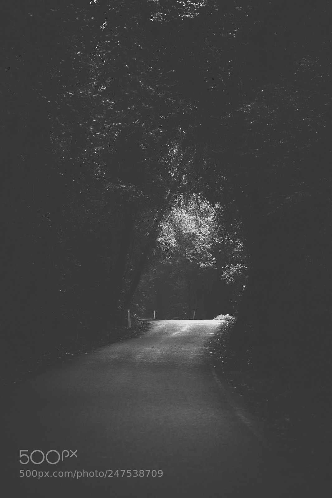 Nikon D800 sample photo. Moody hazy road in photography