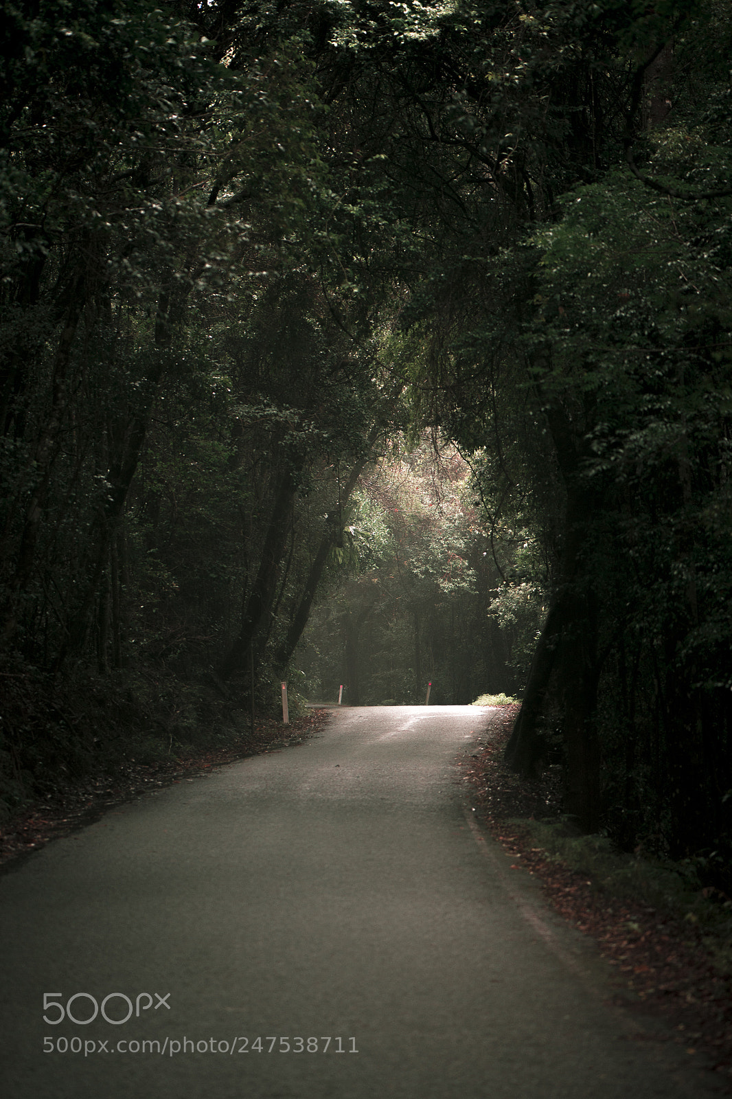 Nikon D800 sample photo. Moody hazy road in photography