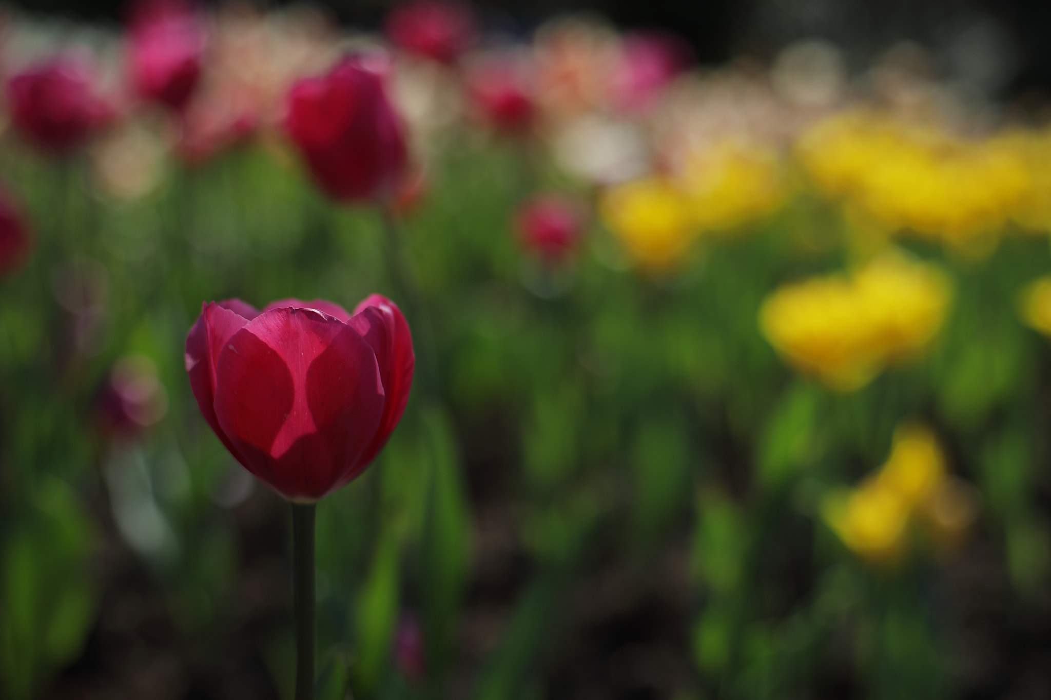 Canon 50mm sample photo. Tulip photography