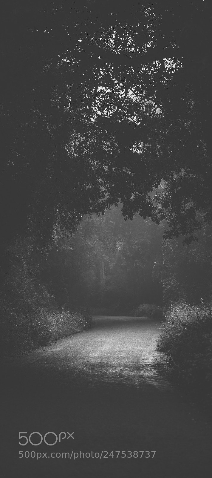 Nikon D800 sample photo. Moody hazy road in photography