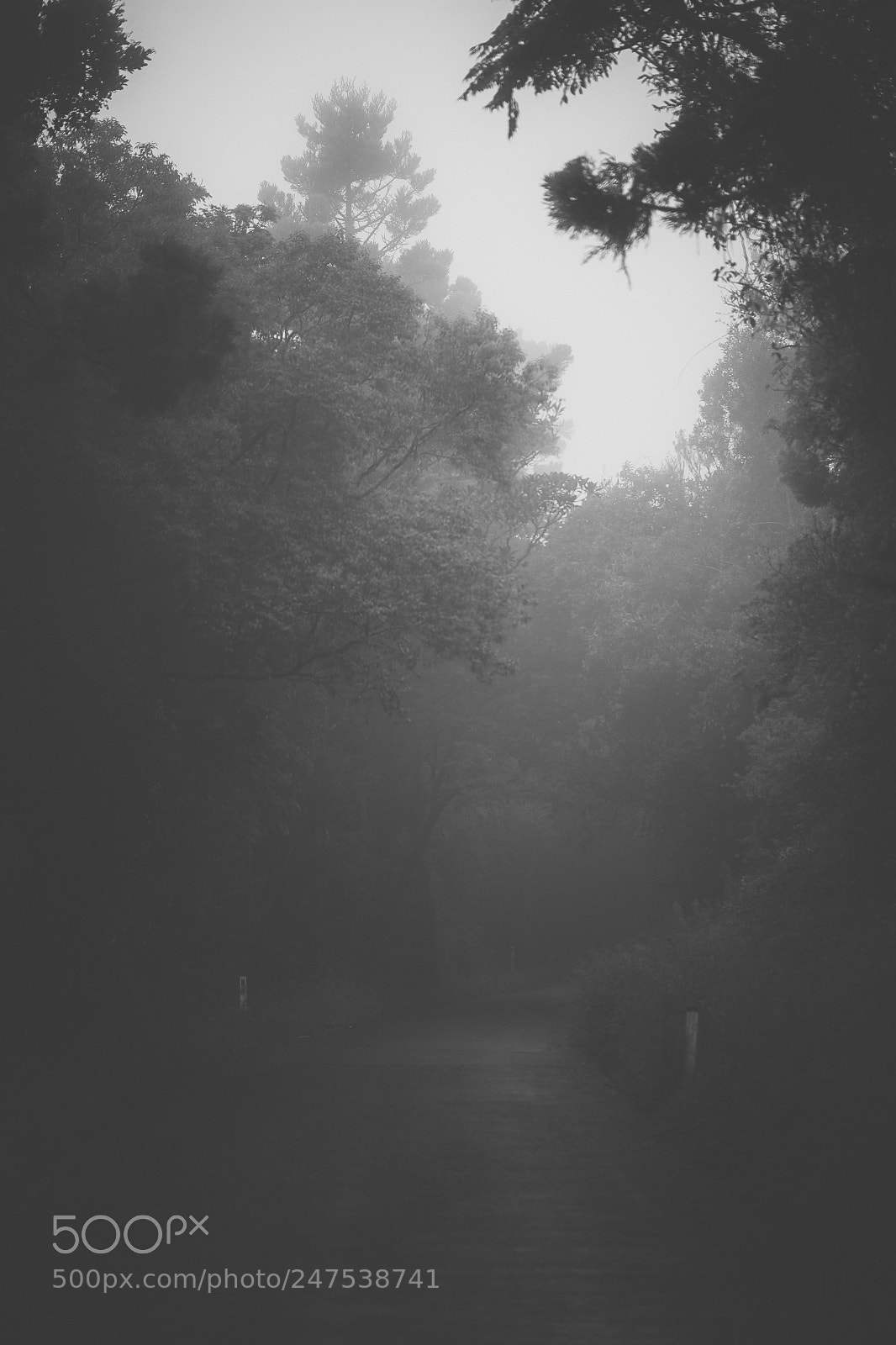 Nikon D800 sample photo. Moody hazy road in photography