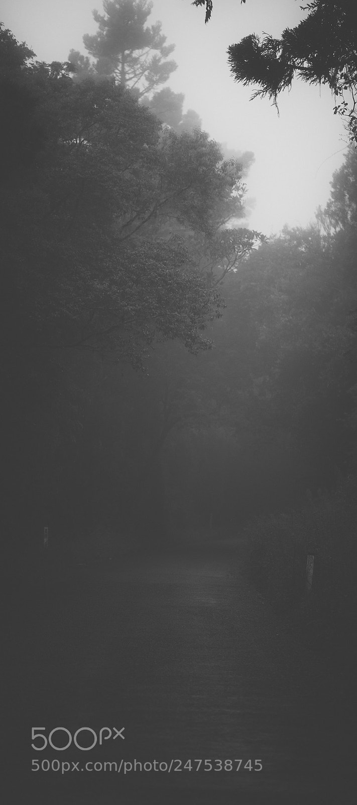 Nikon D800 sample photo. Moody hazy road in photography