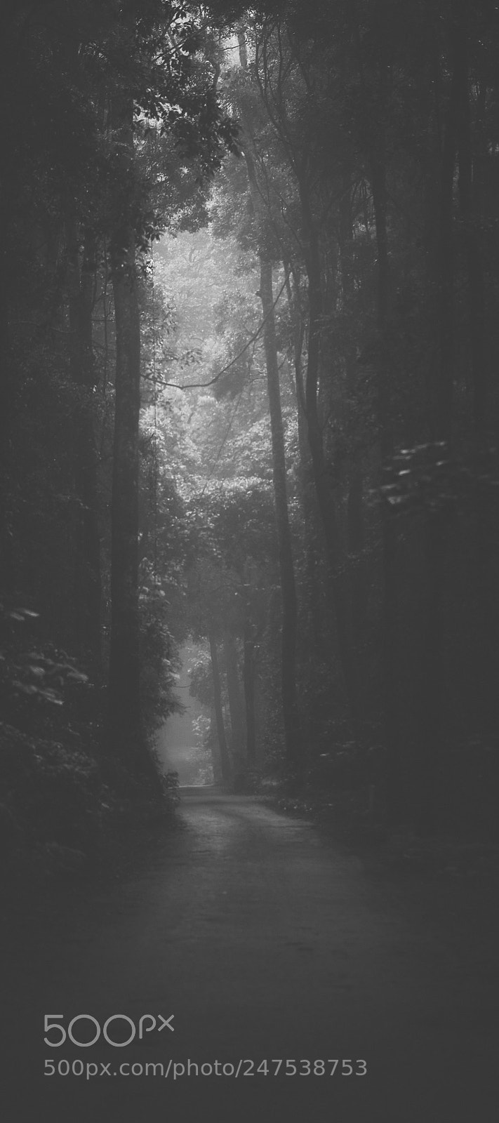 Nikon D800 sample photo. Moody hazy road in photography