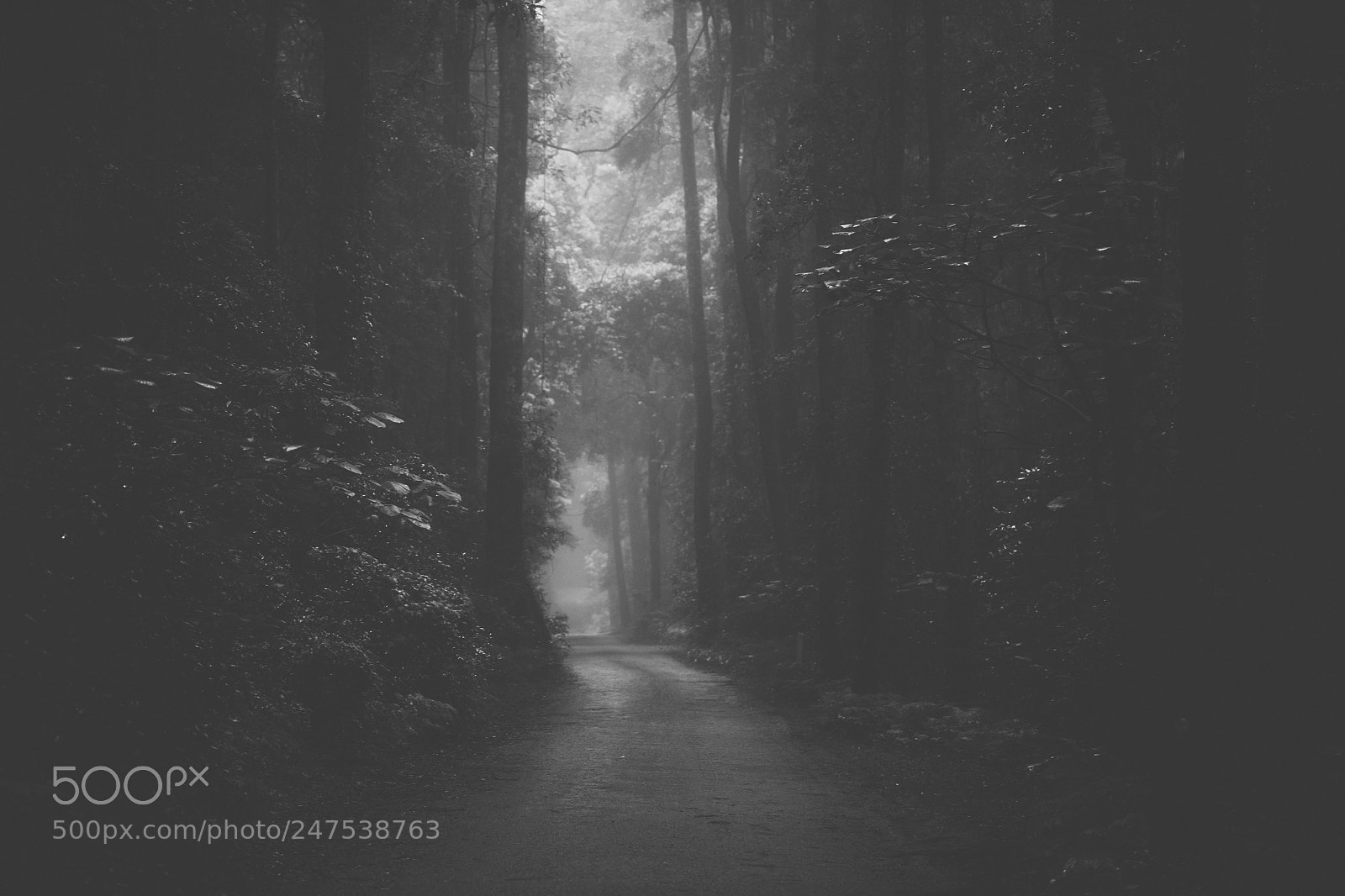 Nikon D800 sample photo. Moody hazy road in photography