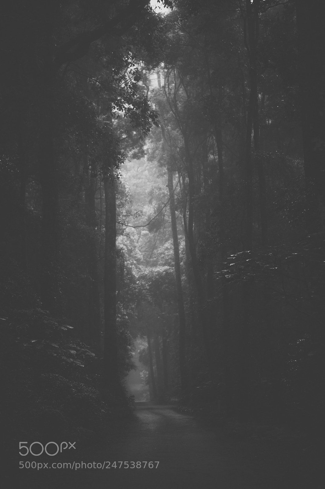 Nikon D800 sample photo. Hazy road rainforest photography