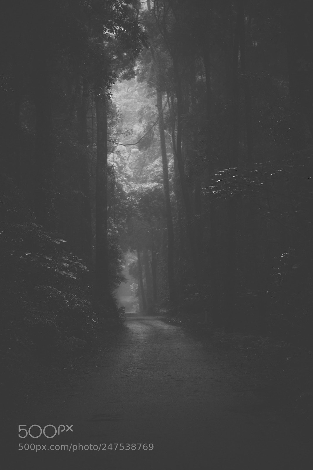 Nikon D800 sample photo. Moody hazy road in photography
