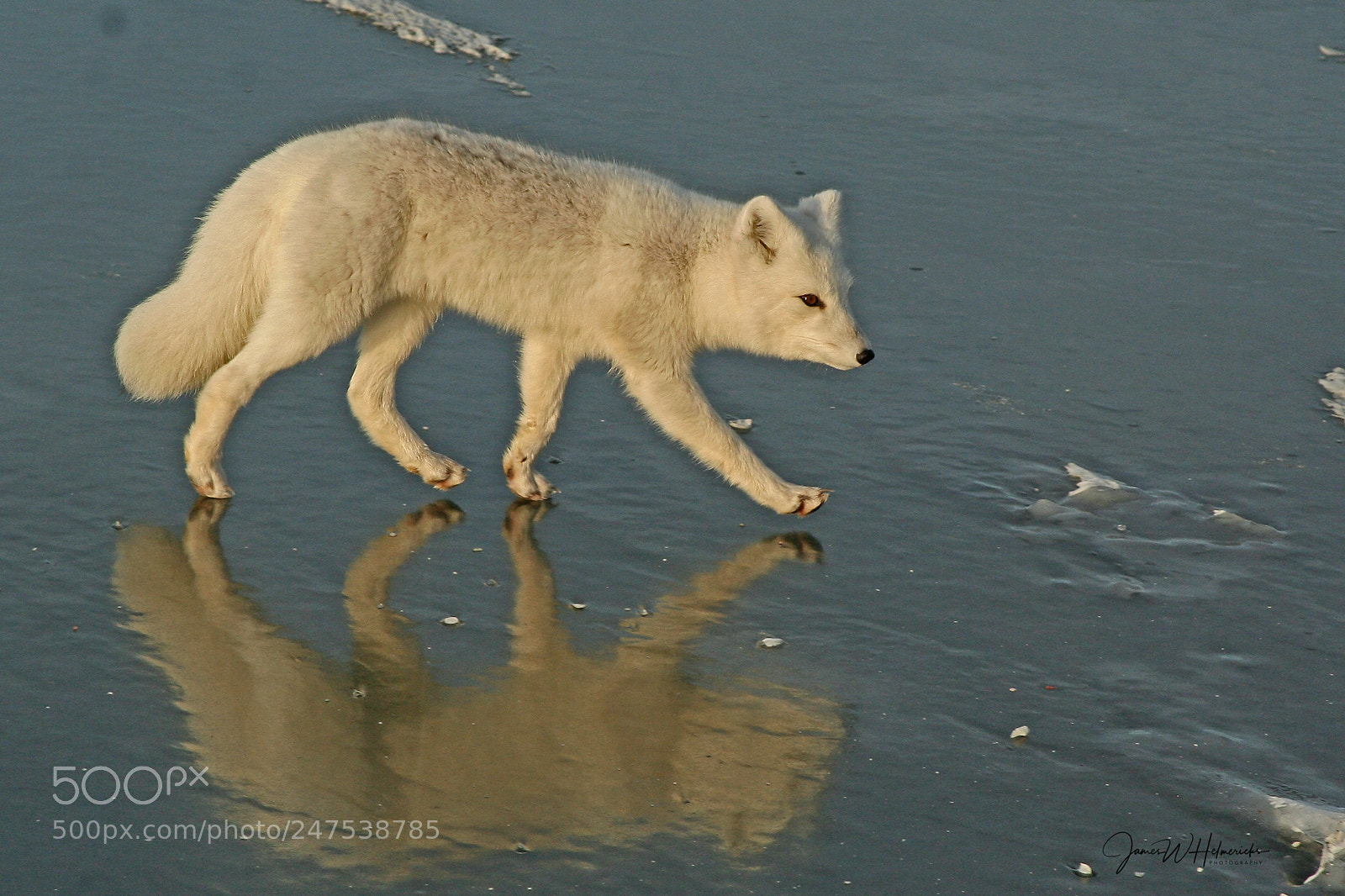 Canon EOS 350D (EOS Digital Rebel XT / EOS Kiss Digital N) sample photo. Arctic fox reflection photography