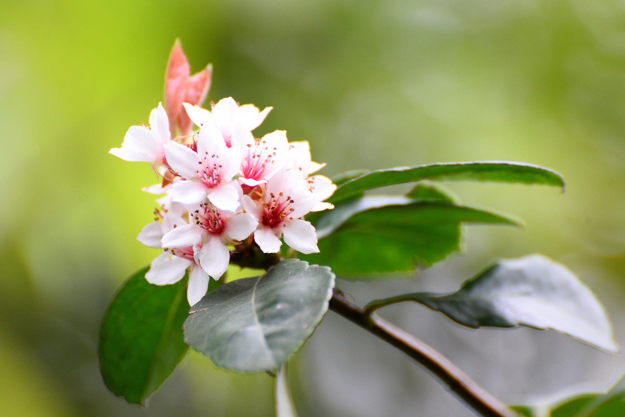 Nikon D610 sample photo. 迎春花 photography