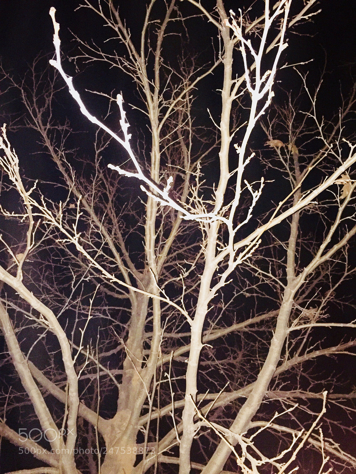 Apple iPhone 6 sample photo. Untitled photography