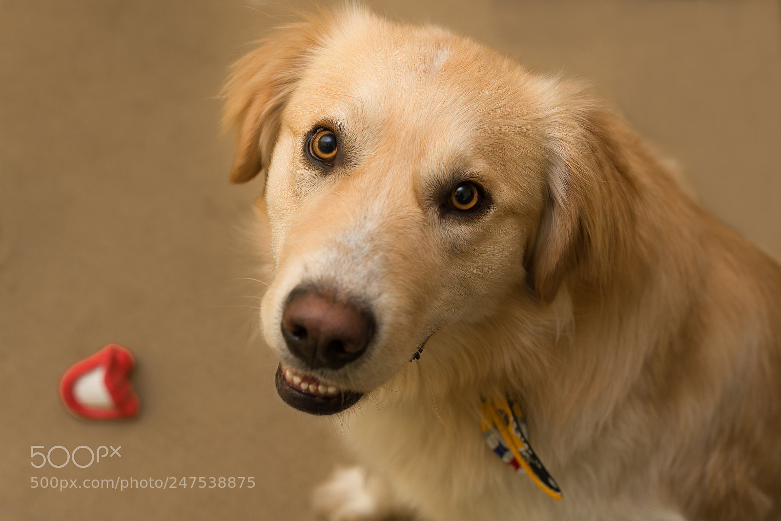 Nikon D610 sample photo. Oakie photography