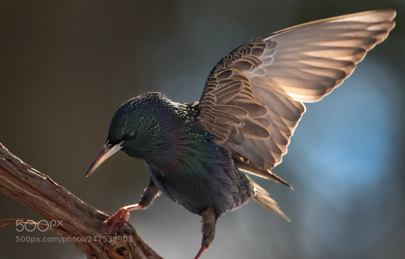 Canon EOS 7D Mark II sample photo. Star wing photography