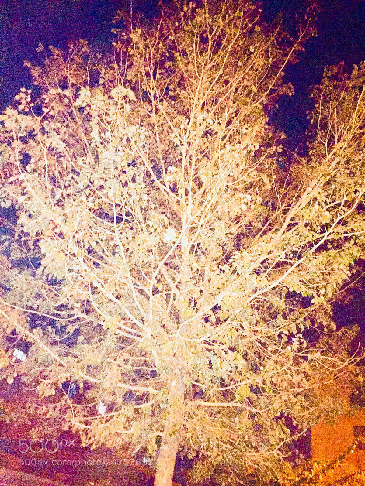 Apple iPhone 6 sample photo. Untitled photography