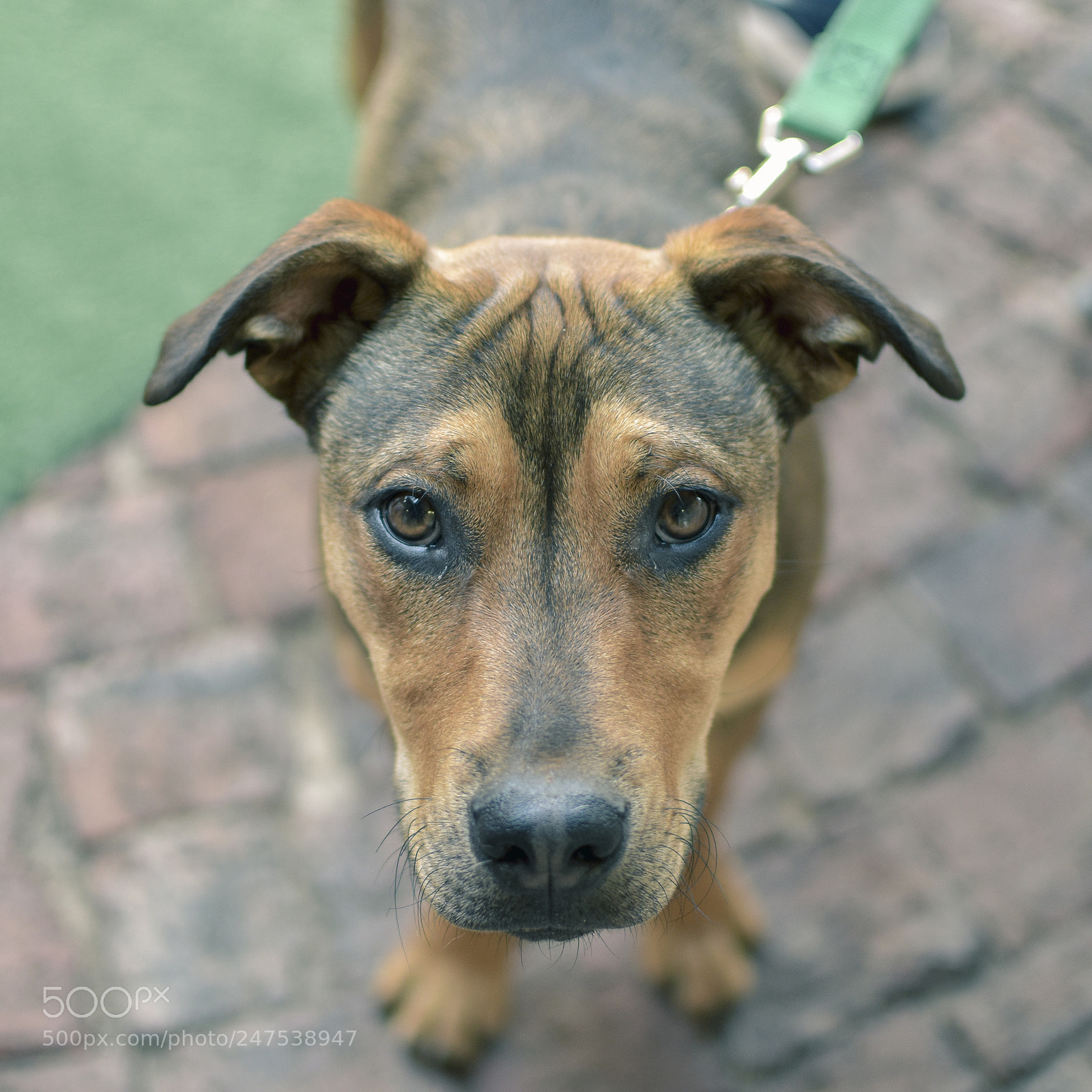 Nikon D5500 sample photo. Rocky - mixed breed photography