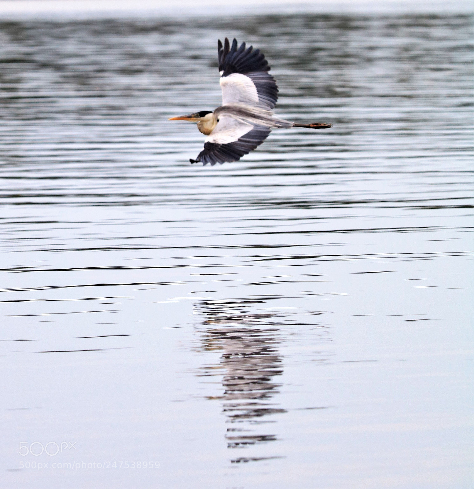 Canon EOS 750D (EOS Rebel T6i / EOS Kiss X8i) sample photo. Img photography
