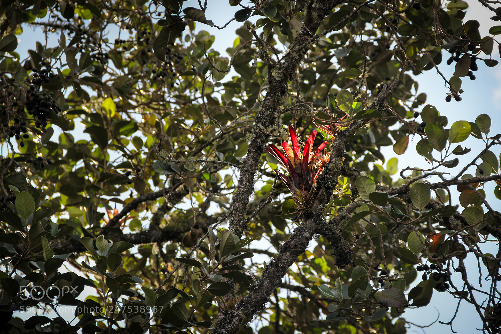 Canon EOS 60D sample photo. Tan rojo que descanse photography