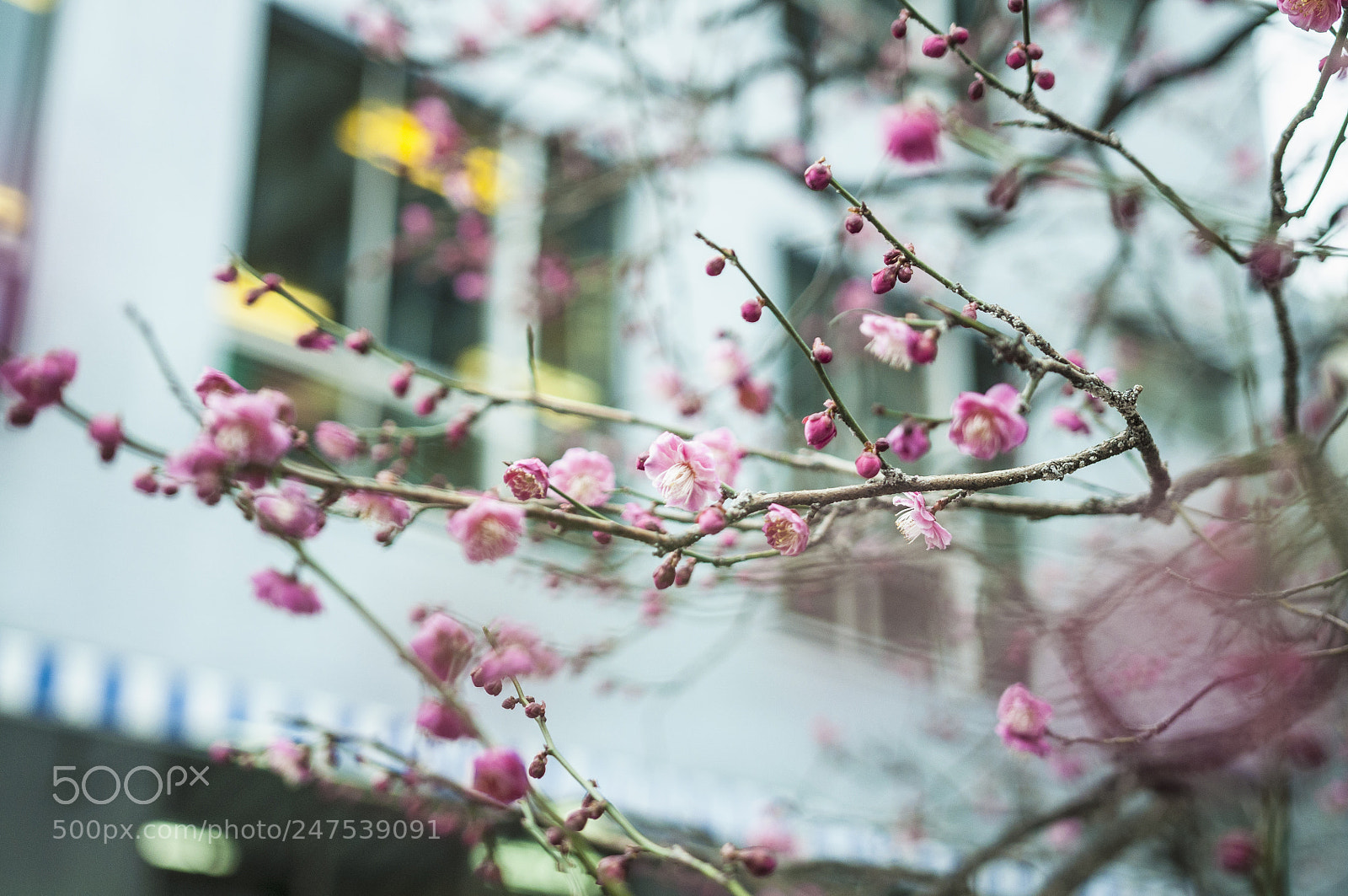 Nikon D5000 sample photo. Untitled photography