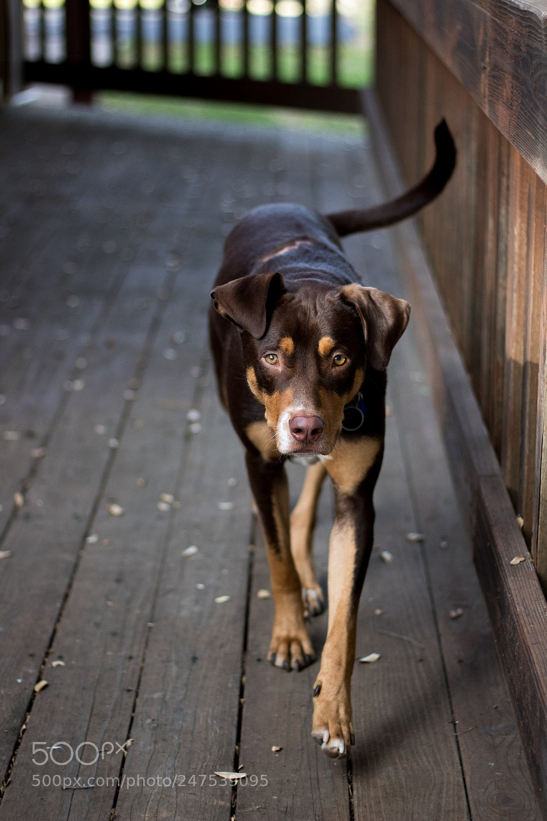 Canon EOS 1300D (EOS Rebel T6 / EOS Kiss X80) sample photo. My dog photography