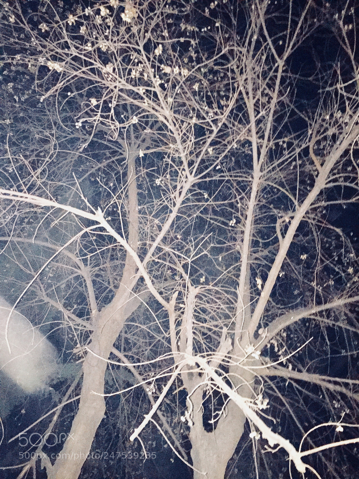 Apple iPhone 6 sample photo. Untitled photography