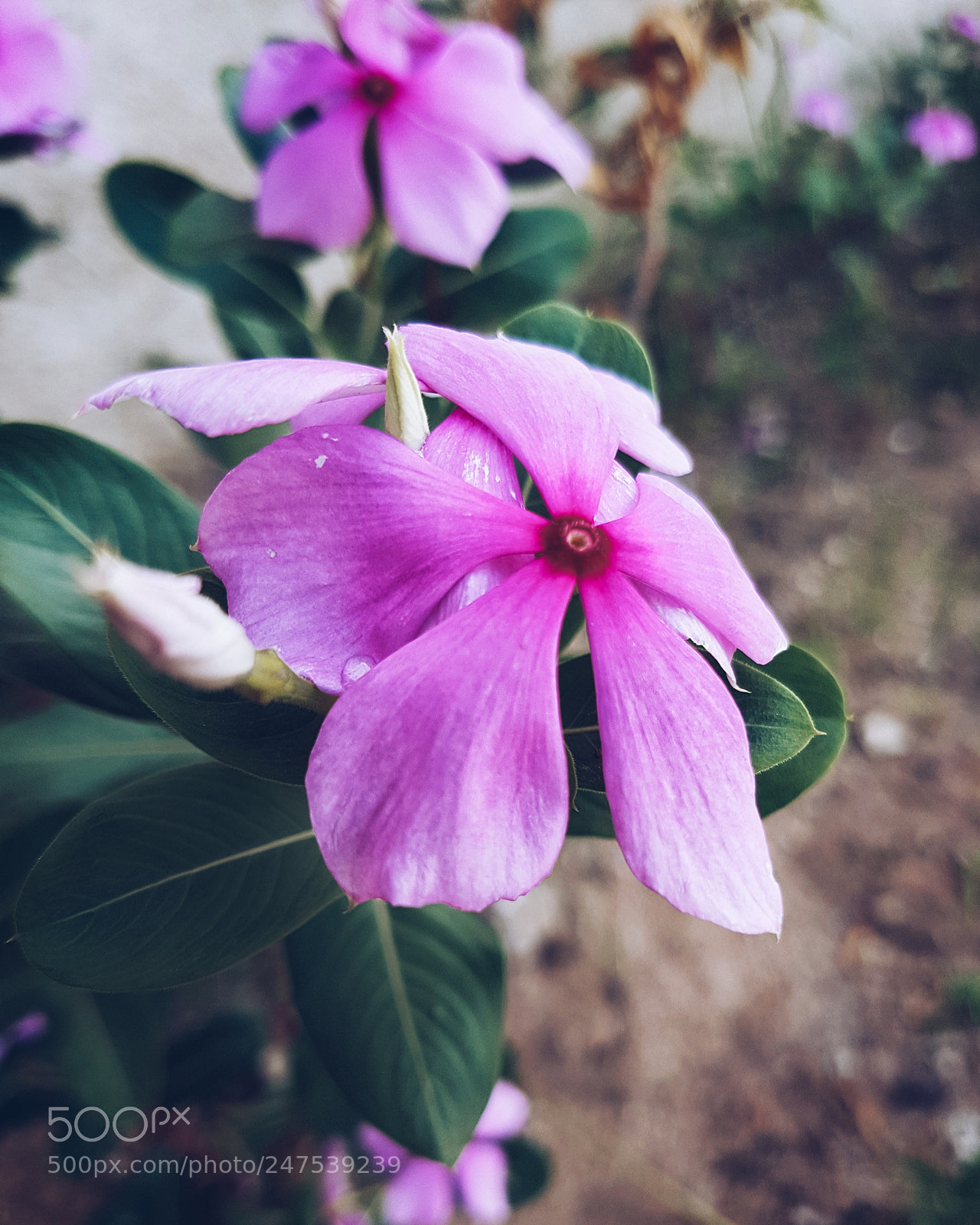 Samsung Galaxy S7 sample photo. Flor ii photography