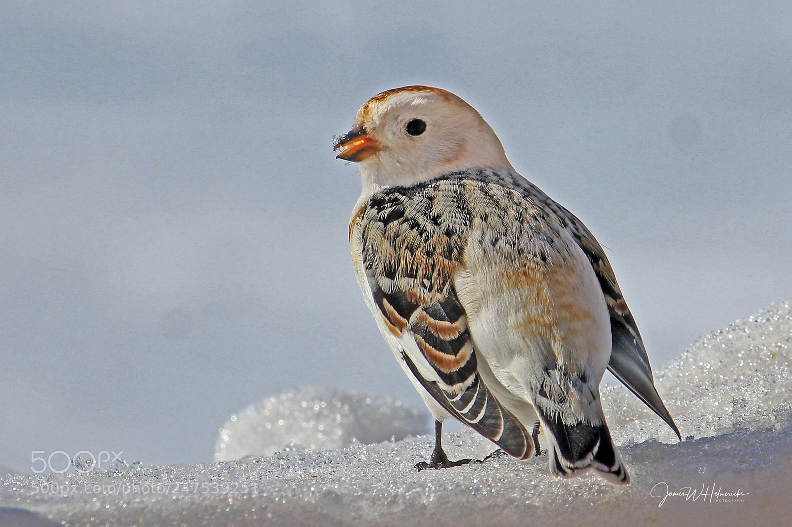 Canon EOS 550D (EOS Rebel T2i / EOS Kiss X4) sample photo. Snow bunting photography