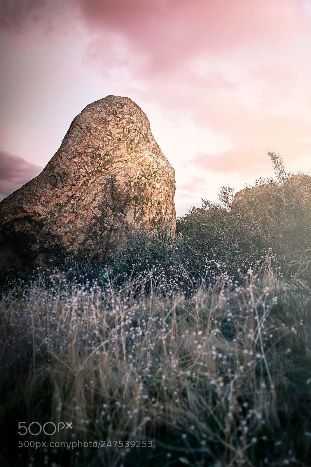 Canon EOS 7D Mark II sample photo. Field of wildflowers photography